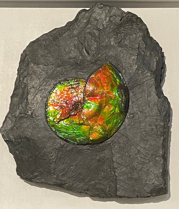 wundervoller opalisierender bunter Ammonit, Ammolite genannt, aus Kanada