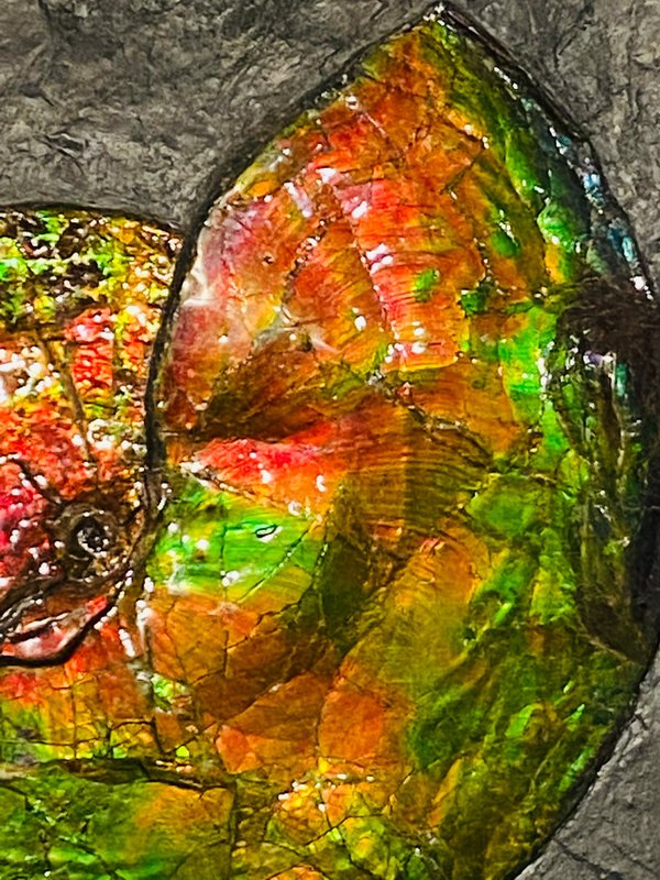 wonderful opalescent colorful ammonite, called ammolite, from Canada