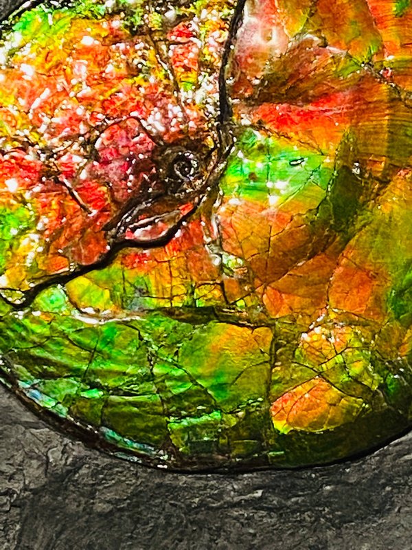 wonderful opalescent colorful ammonite, called ammolite, from Canada