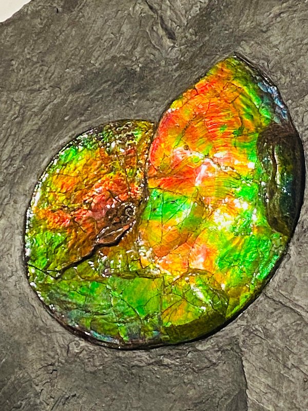 wundervoller opalisierender bunter Ammonit, Ammolite genannt, aus Kanada