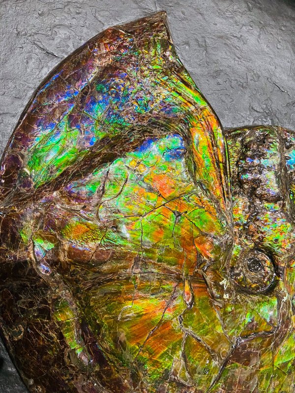 traumhafter wunderschöner opalisierender bunter Ammonit, Ammolite genannt, aus Kanada