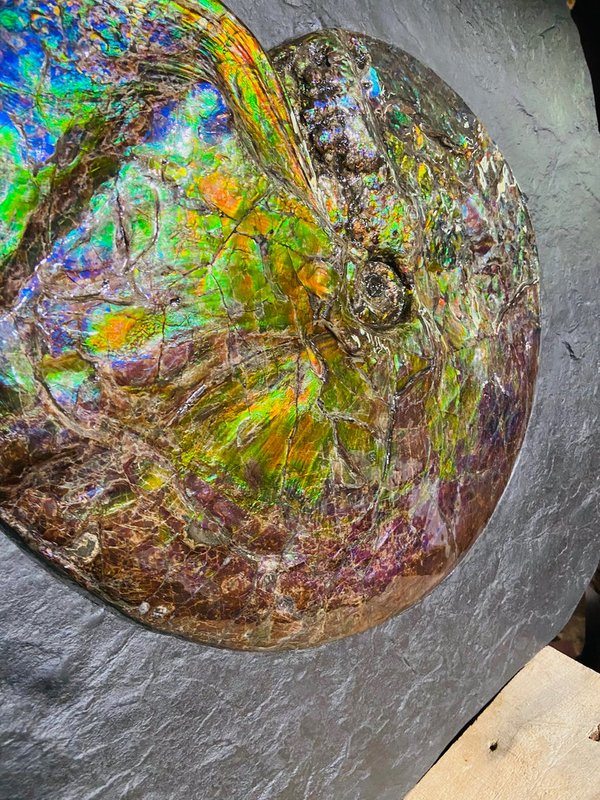 traumhafter wunderschöner opalisierender bunter Ammonit, Ammolite genannt, aus Kanada
