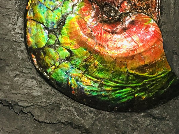 wunderschöner opalisierender bunter Ammonit, Ammolite genannt, aus Kanada