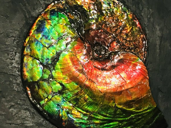 wunderschöner opalisierender bunter Ammonit, Ammolite genannt, aus Kanada