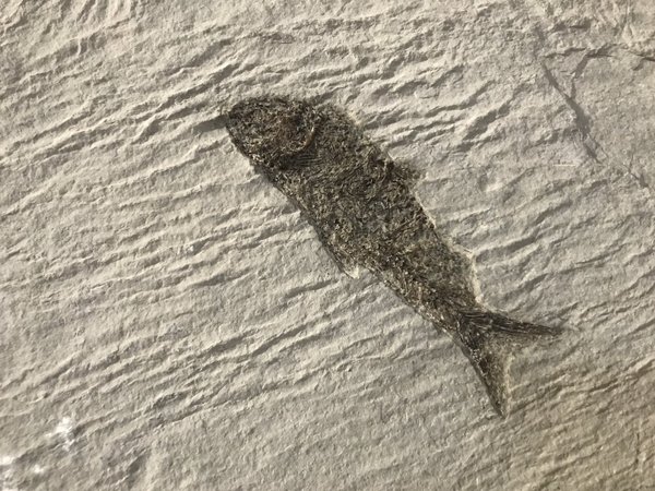 fossilized fish from Wyoming