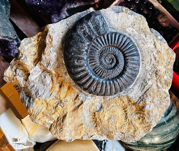 Wunderschöner Ammonit