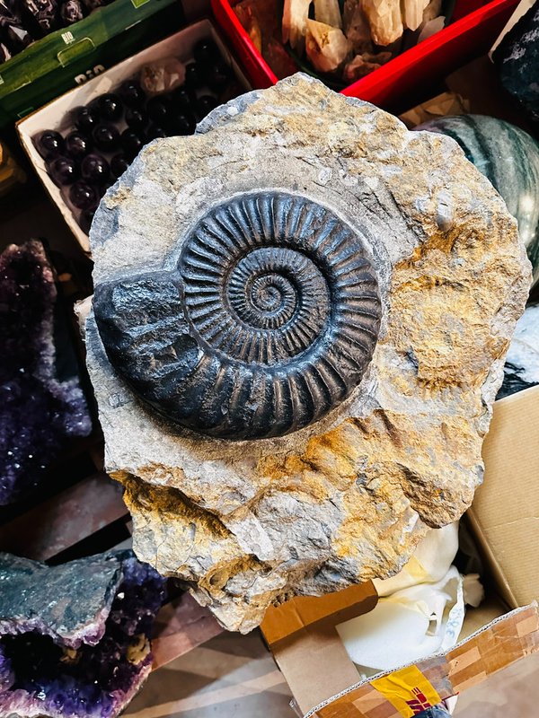 Wunderschöner Ammonit