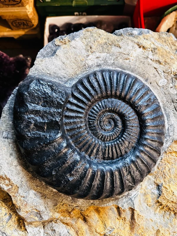 Beautiful ammonite