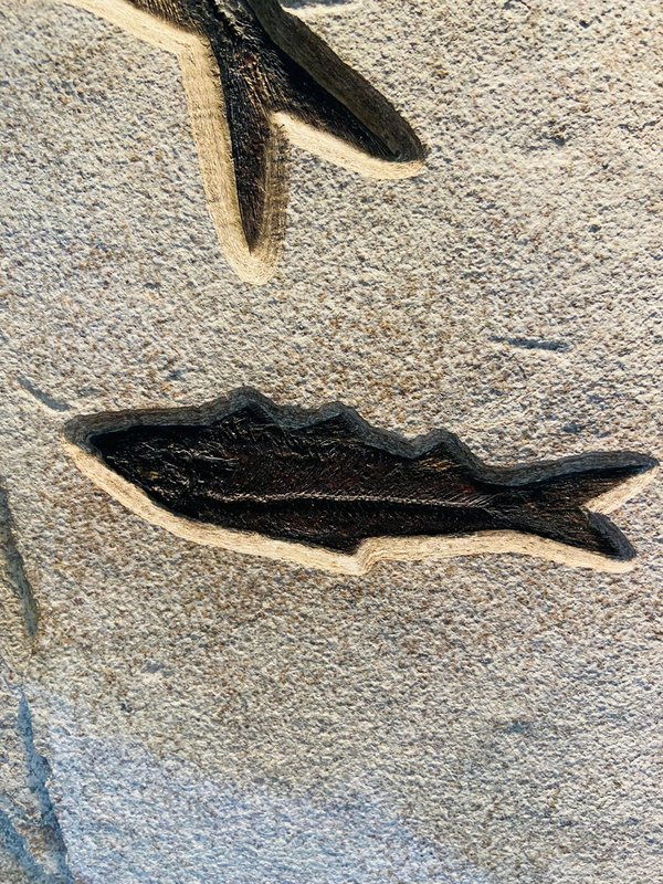 Petrified fish plate, Knightia and Diplomystus