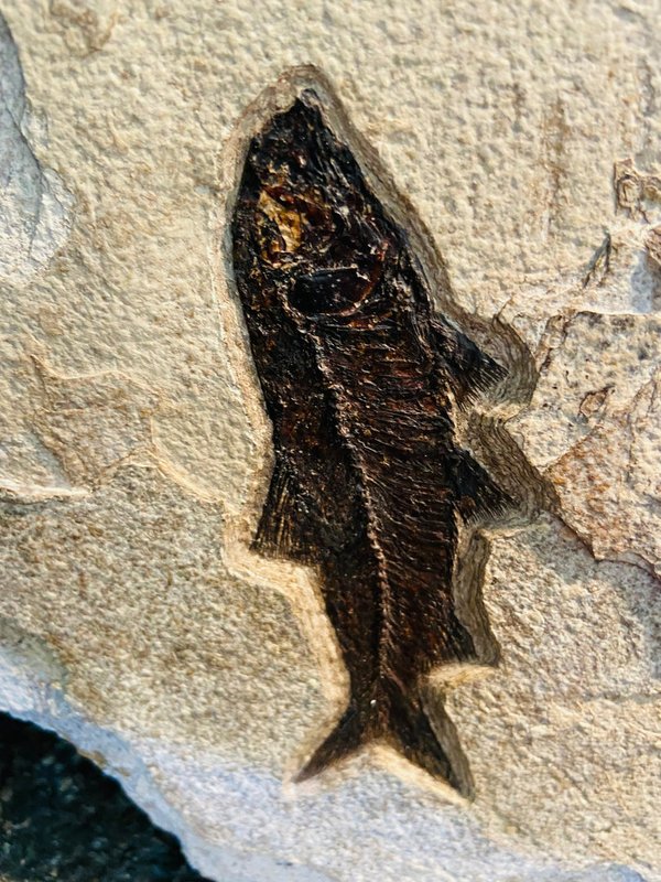 Petrified fish plate, Knightia and Diplomystus