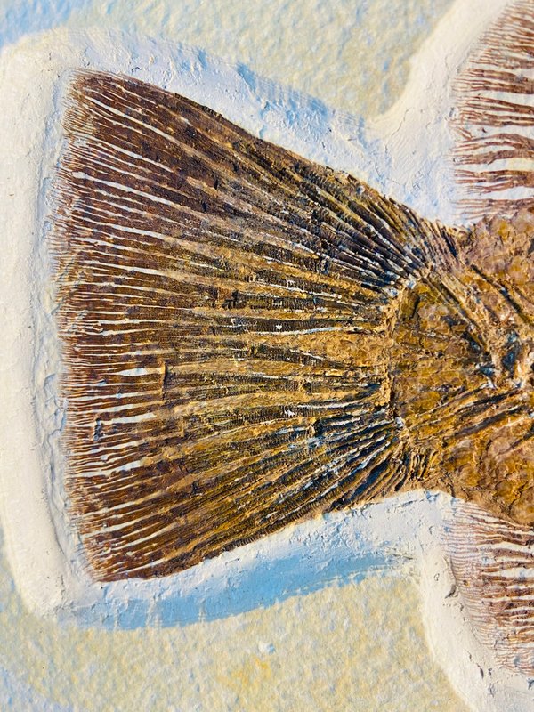Petrified spiny mackerel, Priscacara