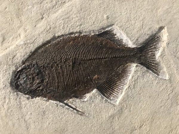 fossilized fish in light limestone slab