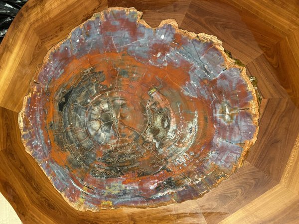 seltener Unikat versteinerter-Holztisch mit versteinerter Araucarie in Kirschbaumholz gefasst