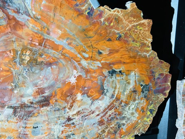 red colorful petrified conifer, wood slice from Arizona, Araucaria