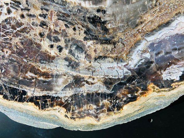 brown-pink petrified conifer, wood slice from Arizona, Araucaria, with pink inclusion