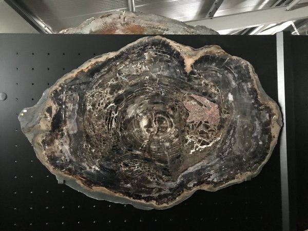 brown-pink petrified conifer, wood slice from Arizona, Araucaria, with pink inclusion