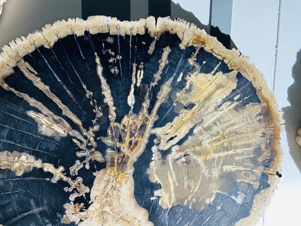 Petrified deciduous tree wooden disc, magnolia from Java