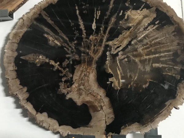 Versteinerte Laubbaum-Holzscheibe, Magnolie aus Java