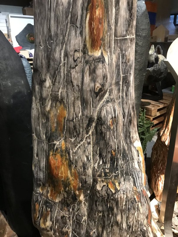 petrified tree trunk, deciduous tree