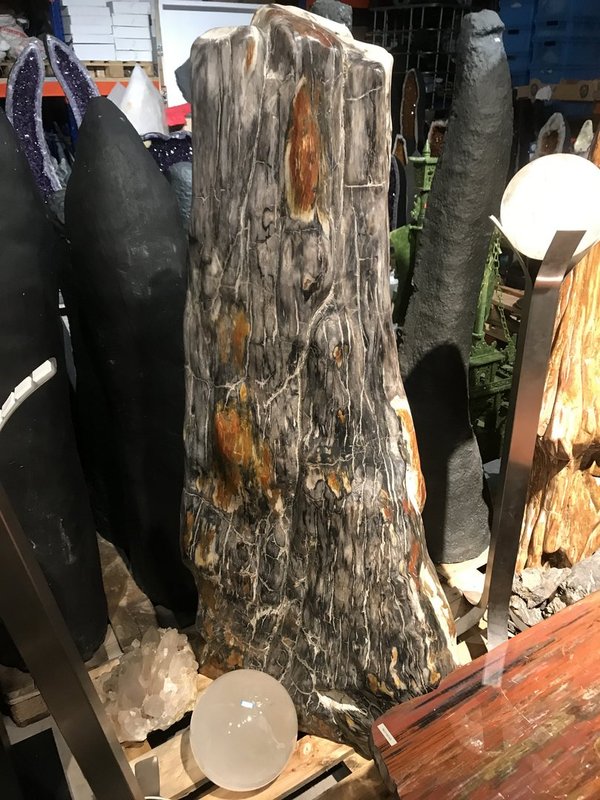 petrified tree trunk, deciduous tree