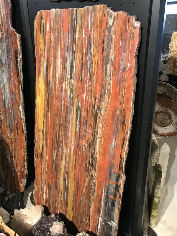 versteinertes Holz, Längsschnitt einer Araucarie