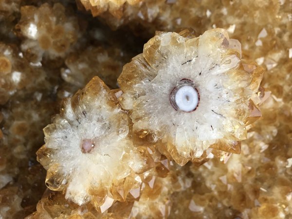 sehr seltene Citrin-Druse mit polierten blütenförmigen Stalaktiten und Achat-Augen