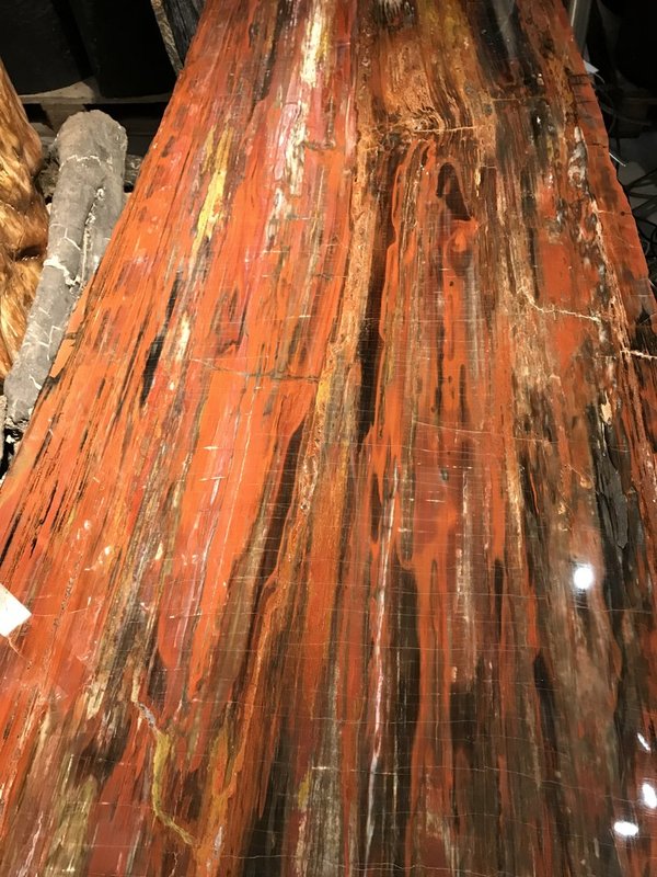 versteinertes Holz, Araucarie, Längsschnitt, versteinerter Nadelbaum