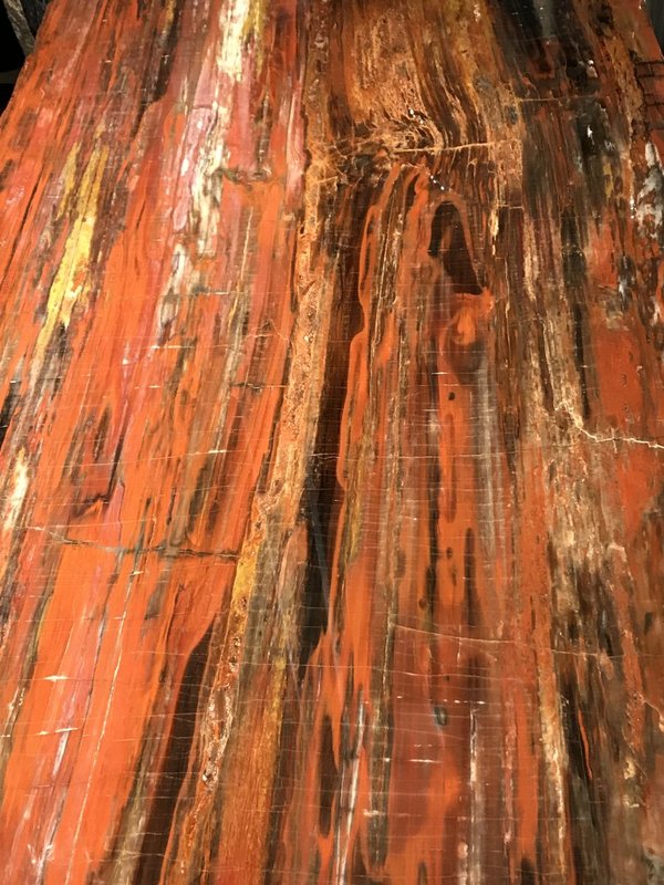 petrified wood, araucaria, longitudinal section, petrified coniferous tree