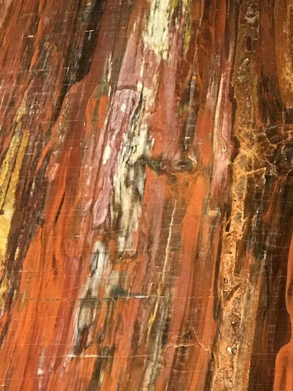 versteinertes Holz, Araucarie, Längsschnitt, versteinerter Nadelbaum