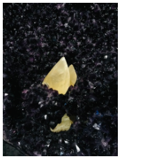 riesige dunkle Amethystdruse mit großem gelbem Kalzitkristall