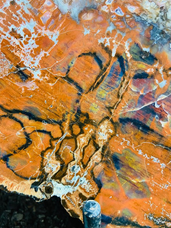Bunte versteinerte Holzscheibe aus Arizona, Araucaria