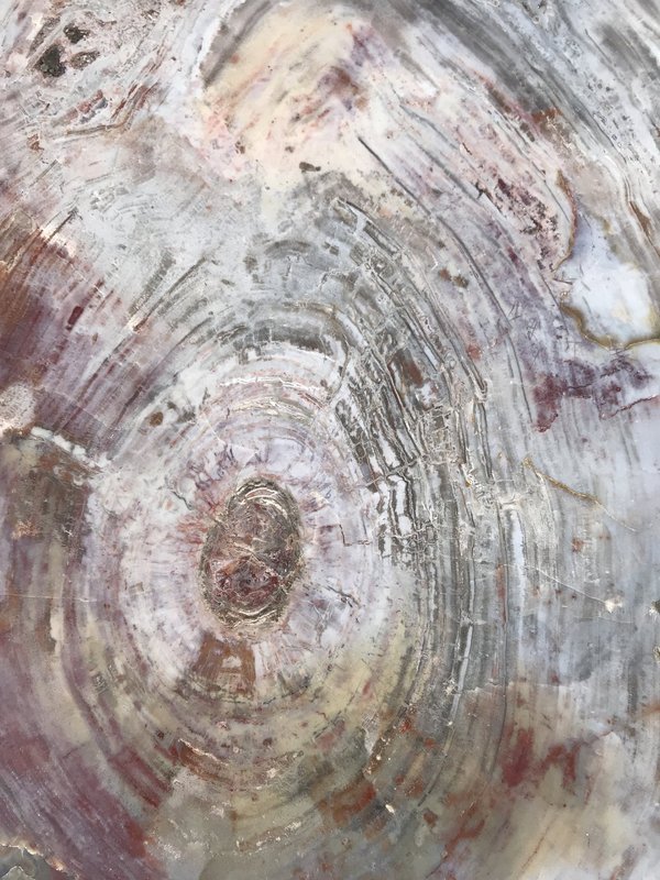 Versteinerte-Holzscheibe aus Arizona mit viel Milchopal
