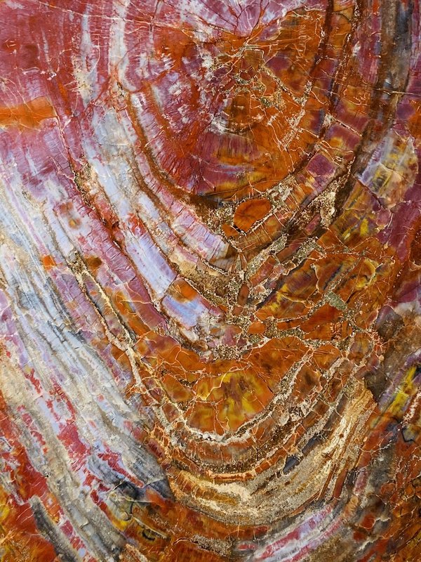 sehr bunter versteinerter Nadelbaum, Holzscheibe aus Arizona, Araucaria