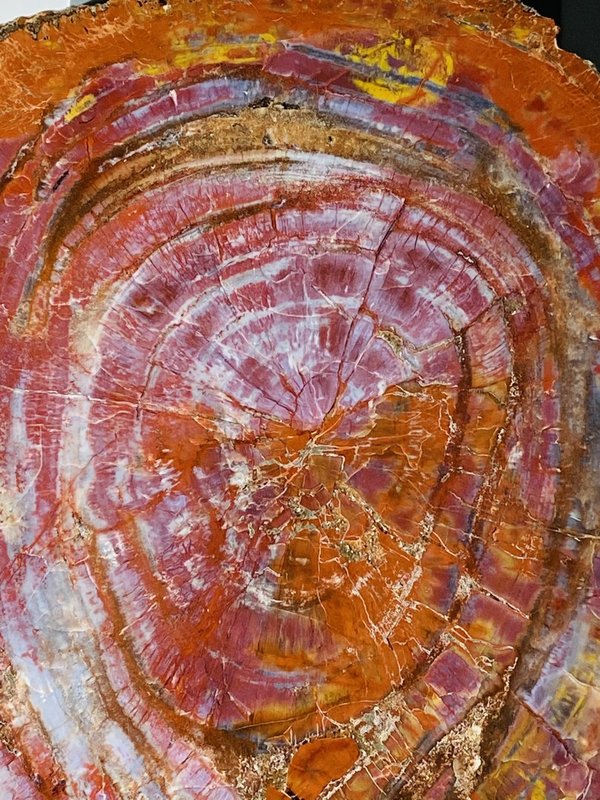 sehr bunter versteinerter Nadelbaum, Holzscheibe aus Arizona, Araucaria