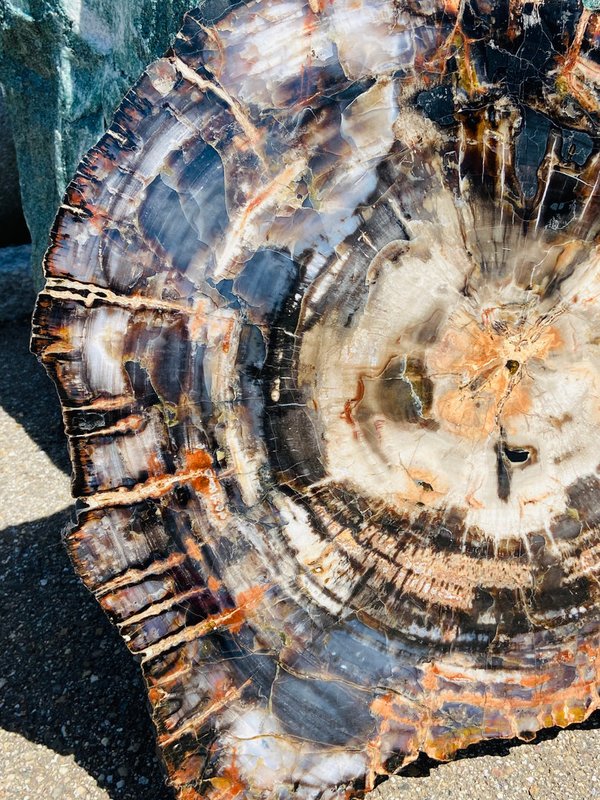 traumhaft schöner versteinerter Nadelbaum, Holzscheibe aus Arizona, Araucaria