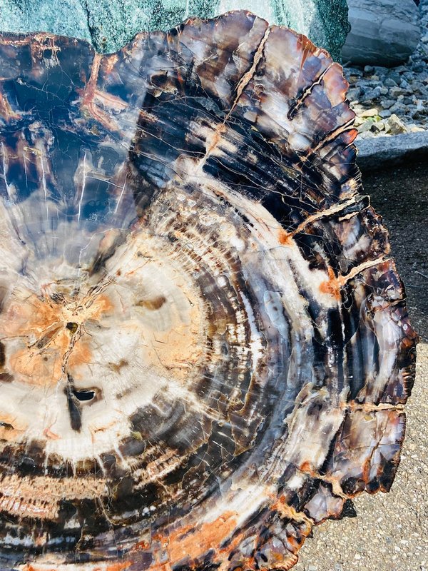 traumhaft schöner versteinerter Nadelbaum, Holzscheibe aus Arizona, Araucaria
