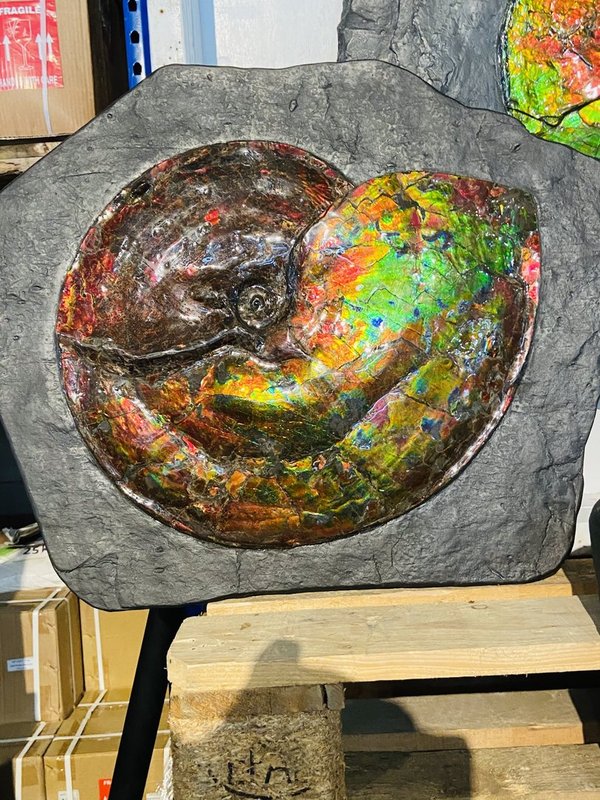 wonderful opalescent variegated Ammonite, called Ammolite, from Canada