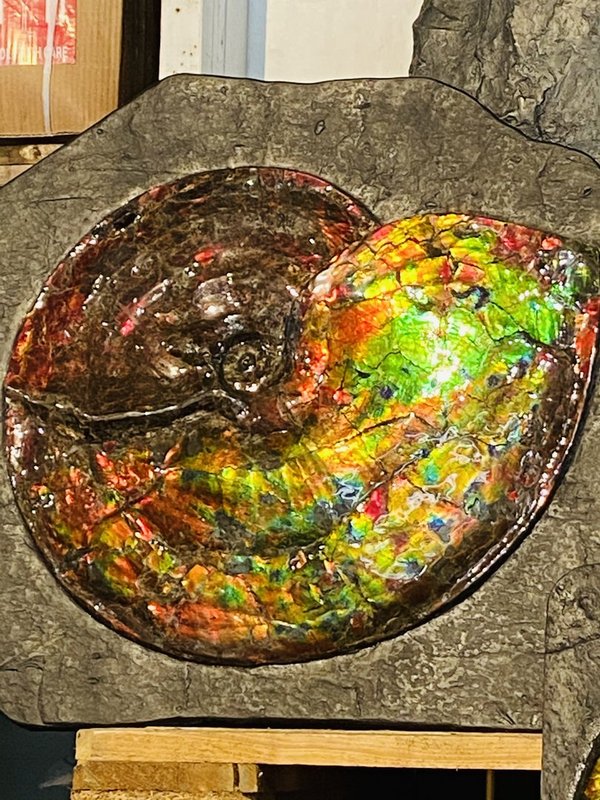 wonderful opalescent variegated Ammonite, called Ammolite, from Canada