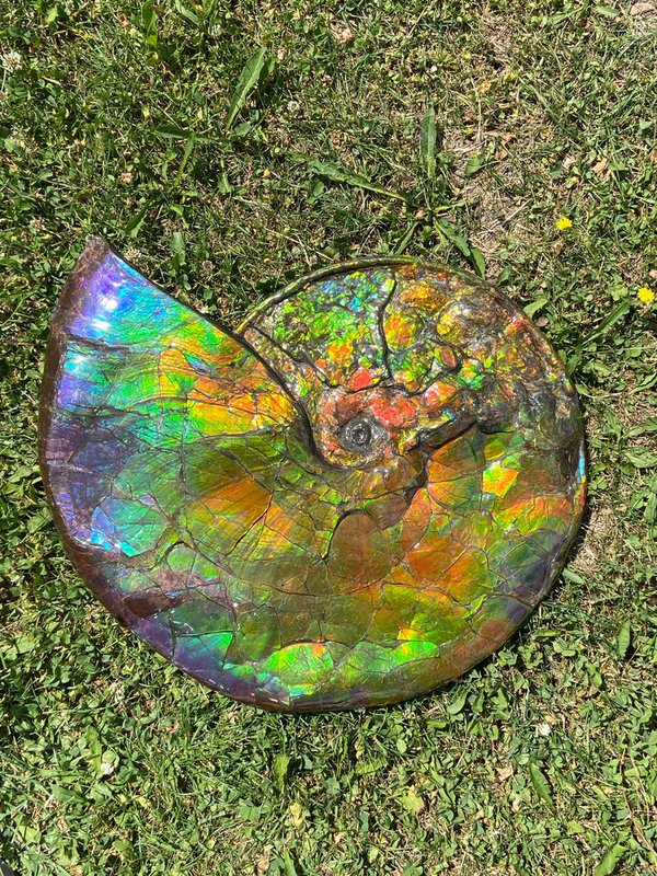 dreamlike beautiful opalescent colorful ammonite, called ammolite, from Canada