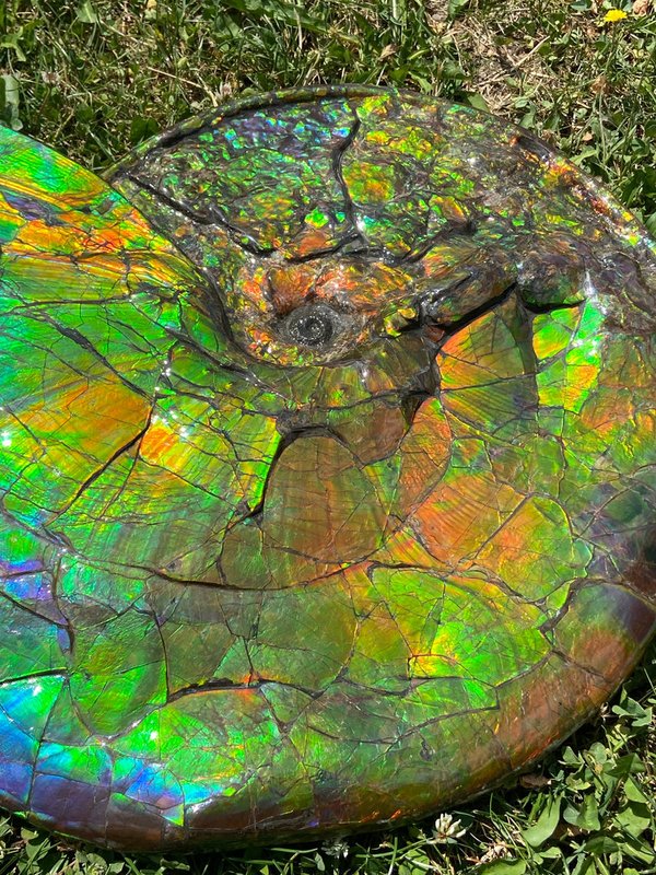 beidseitig wunderschöner opalisierender bunter Ammonit, Ammolite genannt, aus Kanada