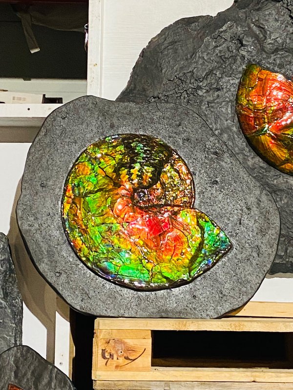 traumhafter rot-grüner opalisierender Ammonit, Ammolite aus Kanada, Alberta