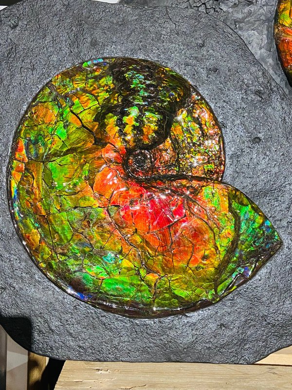 traumhafter rot-grüner opalisierender Ammonit, Ammolite aus Kanada, Alberta