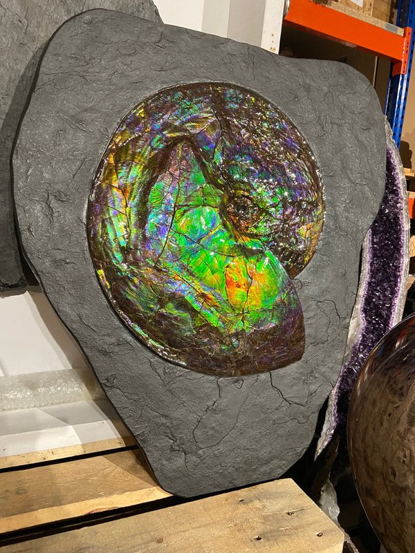 traumhafter blau-grüner opalisierender Ammonit, Ammolite aus Kanada, Alberta