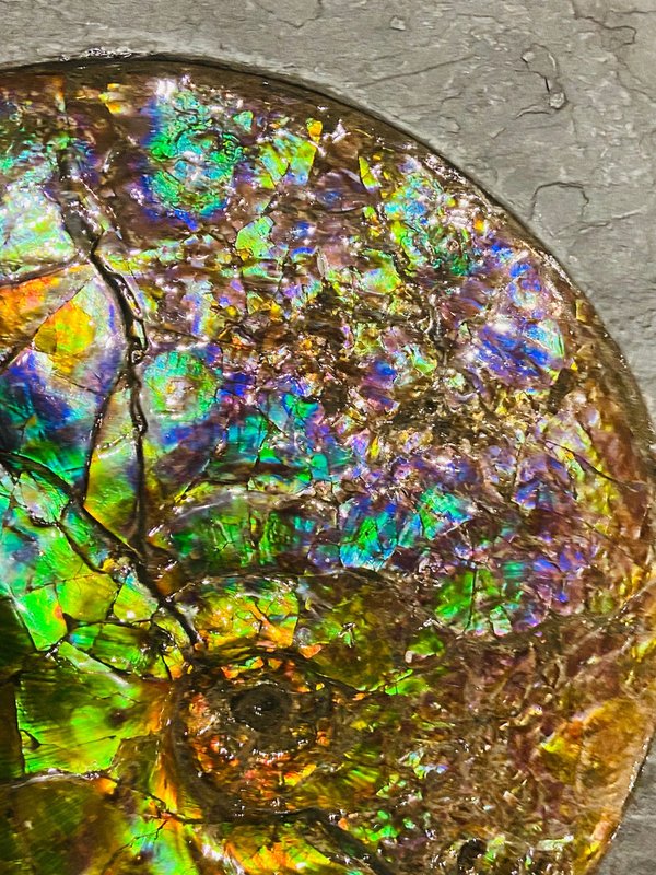 traumhafter blau-grüner opalisierender Ammonit, Ammolite aus Kanada, Alberta