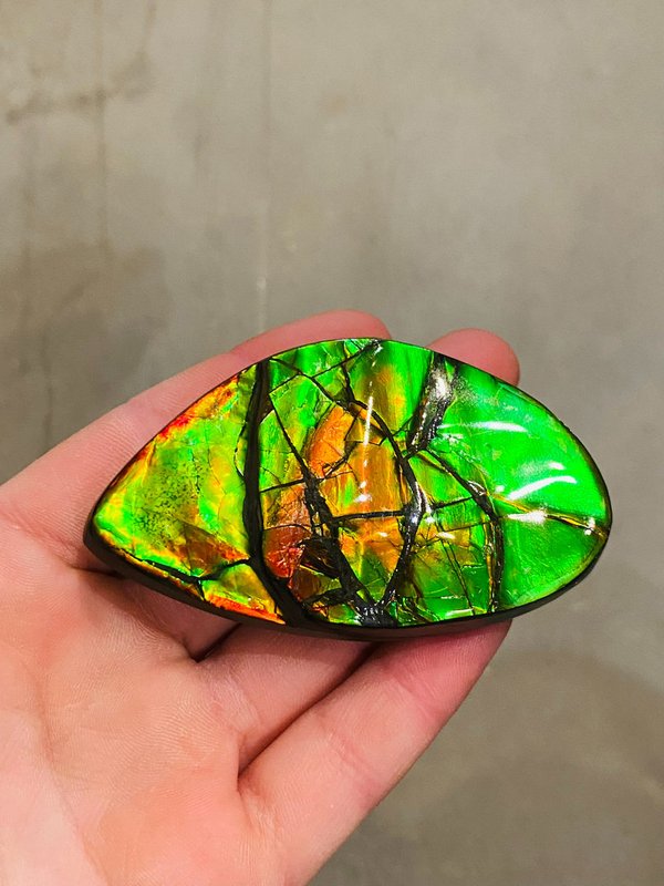 Multicolored ammolite
