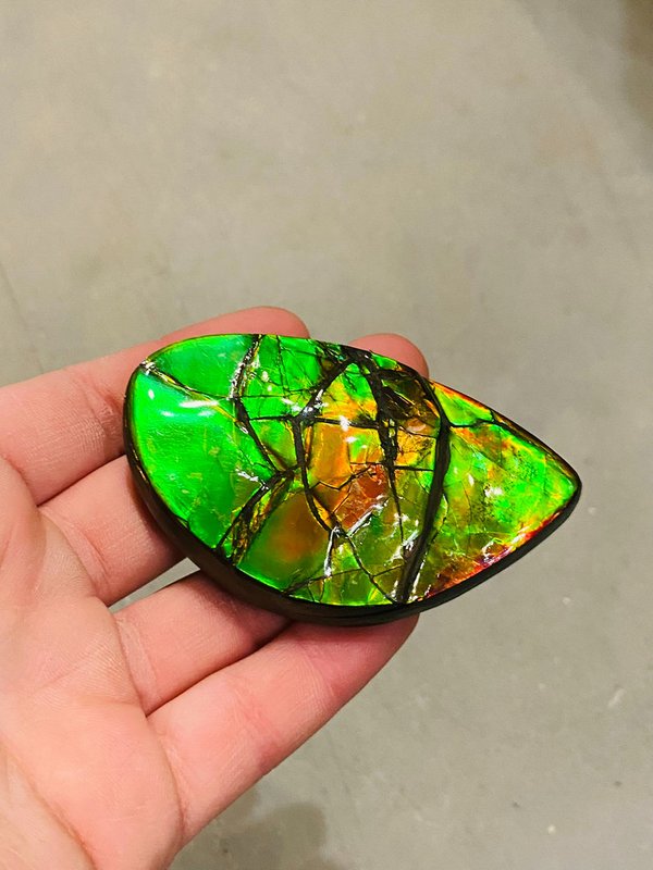 Multicolored ammolite