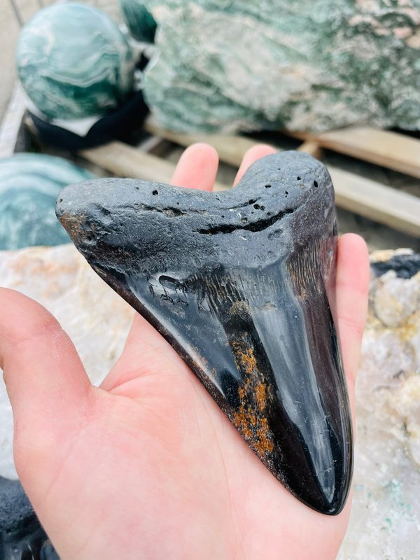 Toller Megalodon Hai - Zahn aus Florida