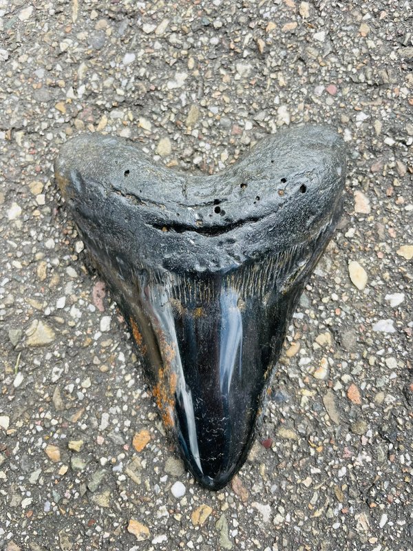 Toller Megalodon Hai - Zahn aus Florida