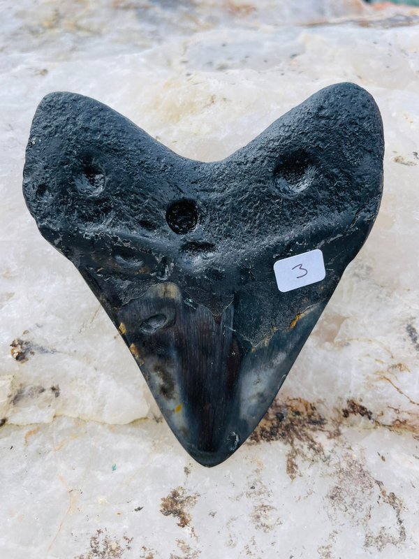 Megalodon Hai - Zahn aus Florida