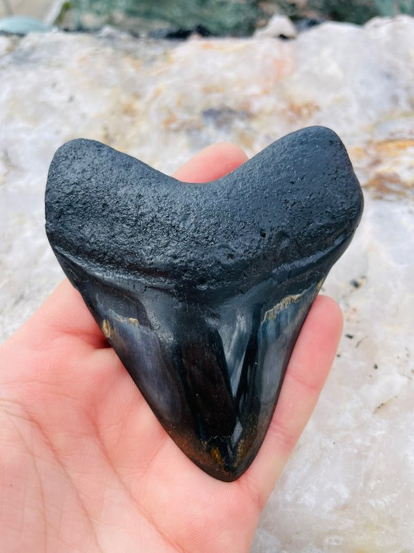 Megalodon shark - Tooth from Florida